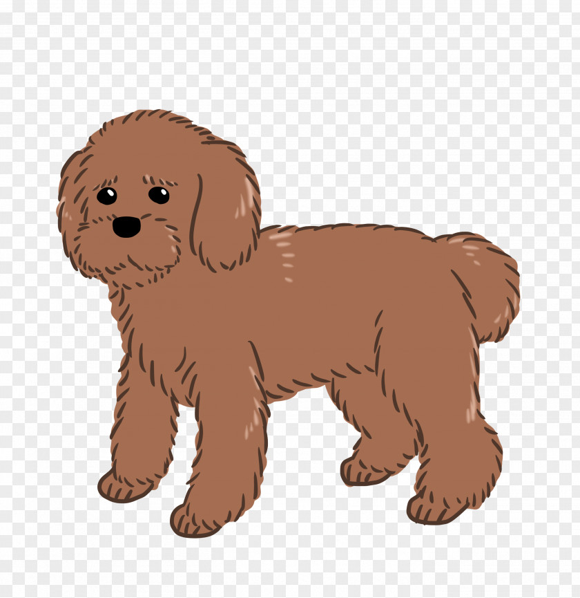 Puppy Goldendoodle Schnoodle Cockapoo Dog Breed PNG