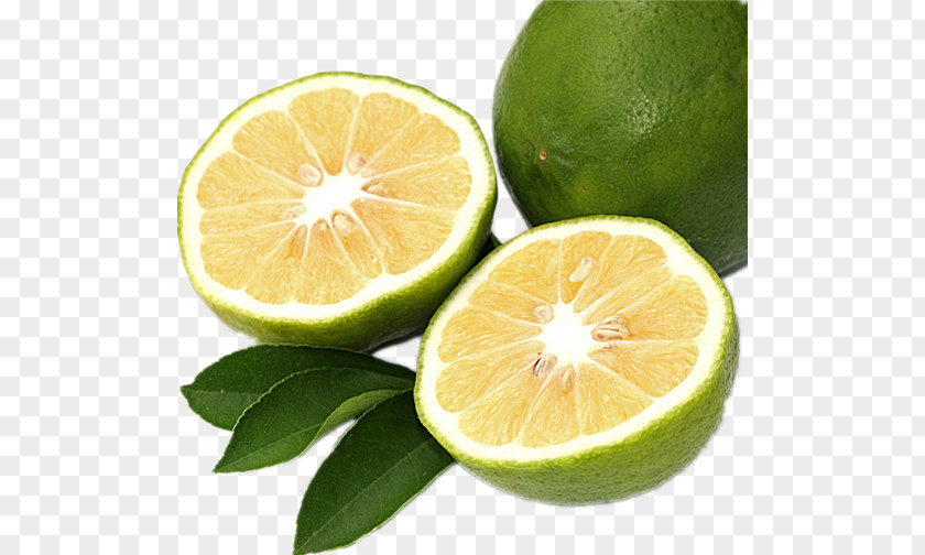 Sentimental Lemon Bergamot Orange Bitter Citron Citrus Myrtifolia PNG