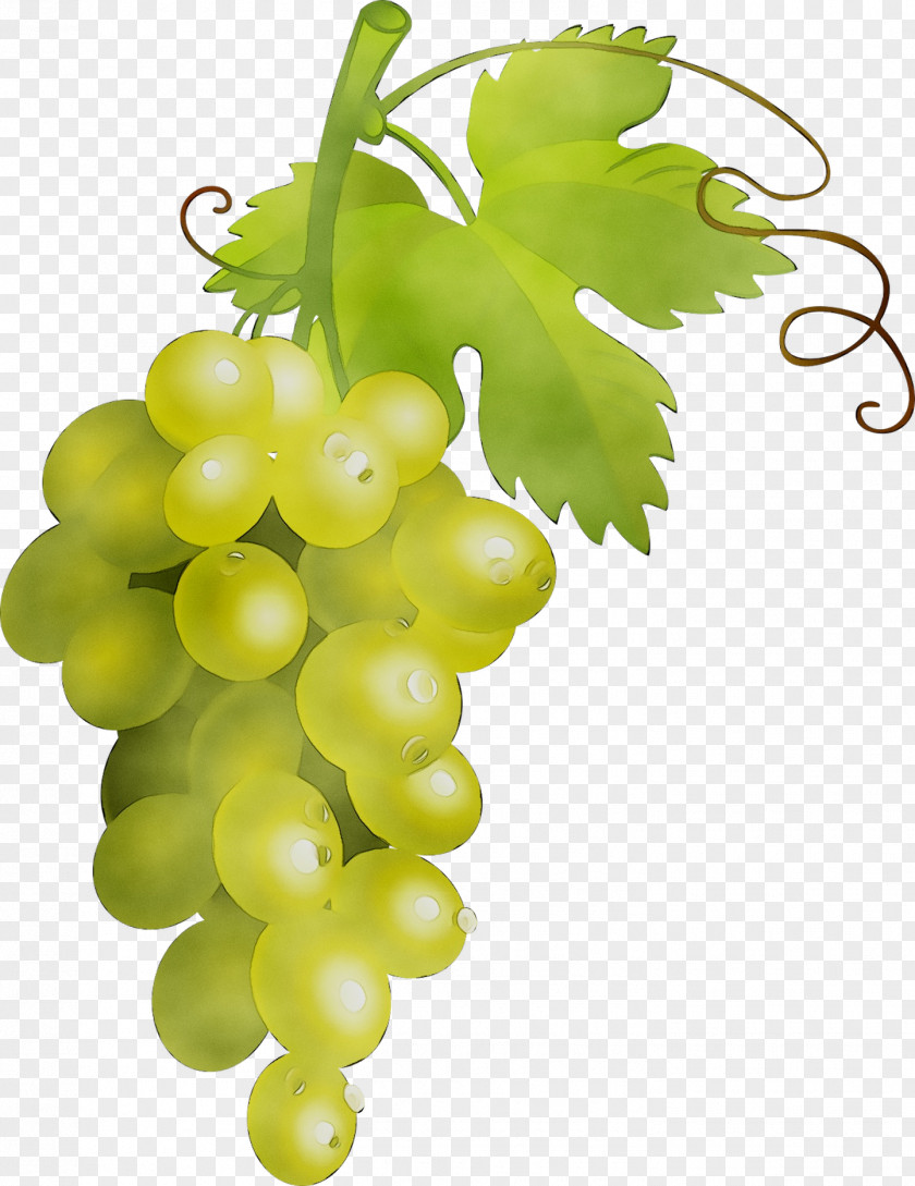 Sultana Common Grape Vine Verjuice Seedless Fruit PNG