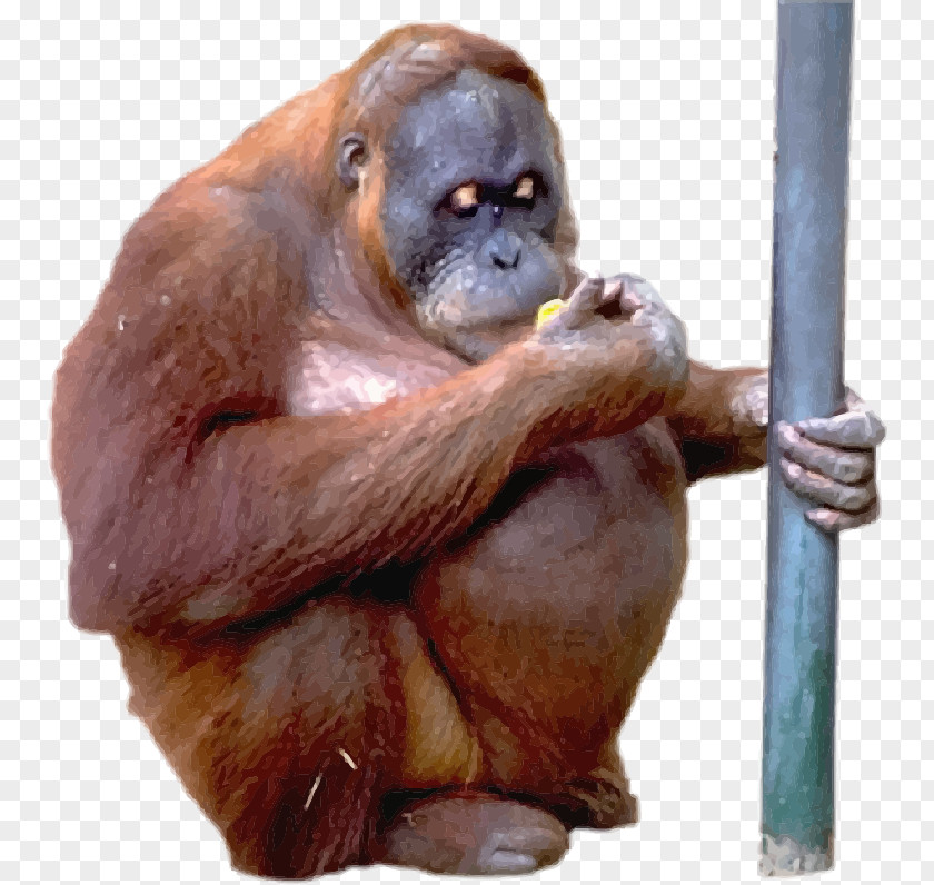 Vector Orangutan Stock Illustration Royalty-free PNG