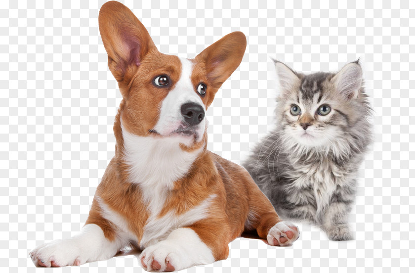 Cat Pet Pembroke Welsh Corgi Veterinarian Puppy PNG