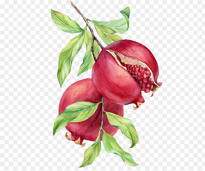 Hand-painted Pomegranate Watercolor Painting Drawing PNG