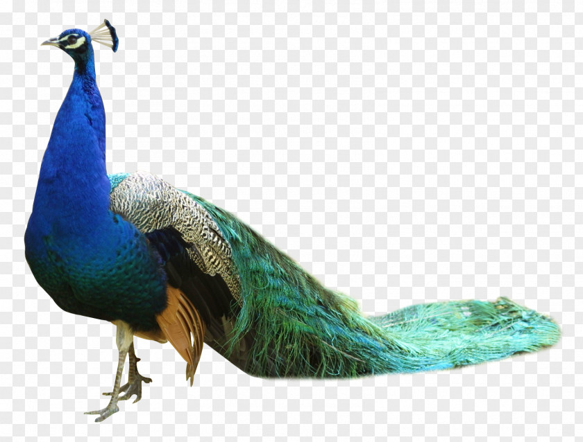 Peacock Bird Peafowl PNG