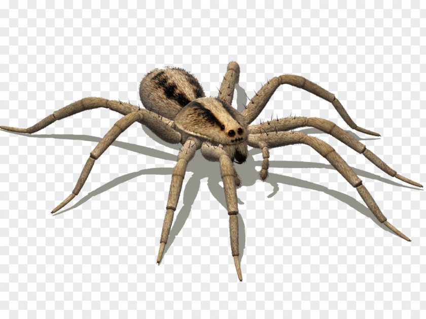 Spider Widow Spiders Goliath Birdeater Pest Hobo PNG