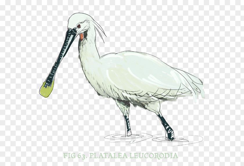 Spoon Salt Ibis Bird Stork Beak Fauna PNG