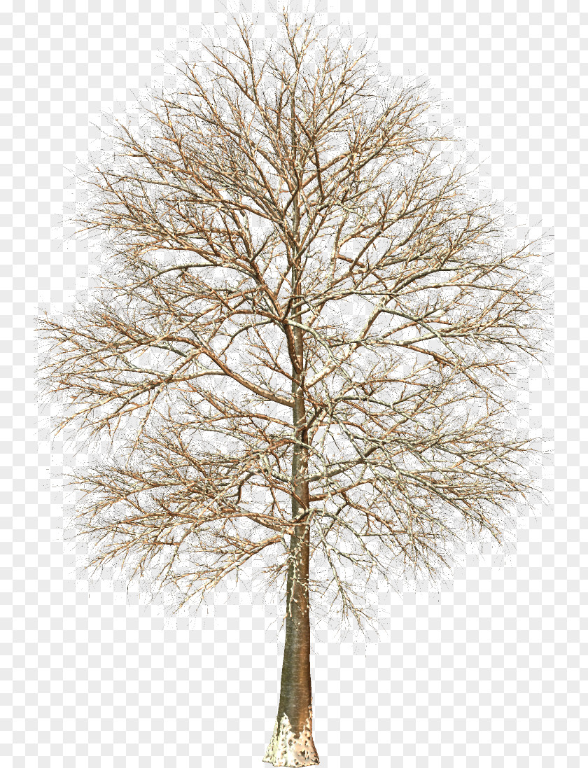 Tree Larch Fir Trunk Evergreen PNG
