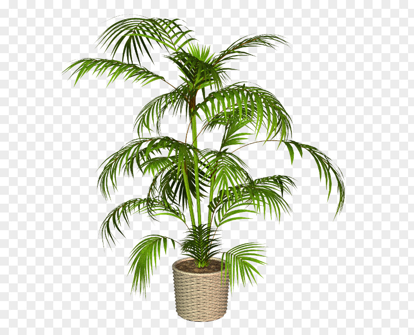植物 Babassu Flowerpot Oil Palms 0 April PNG