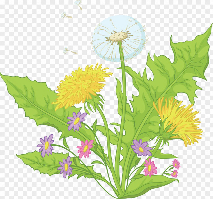 Cartoon Dandelion Material Common Flower Drawing Royalty-free PNG