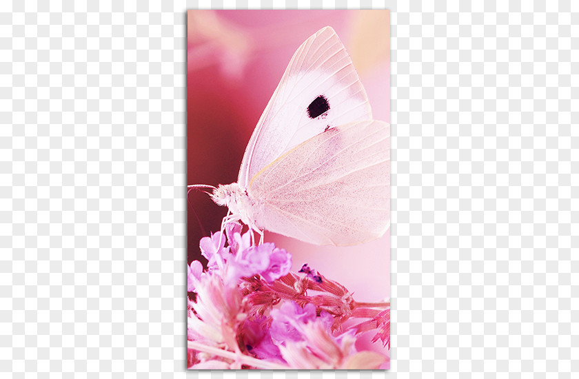 Hd Pink Background Desktop Wallpaper Apple IPhone 7 Plus Butterfly 6 Image PNG