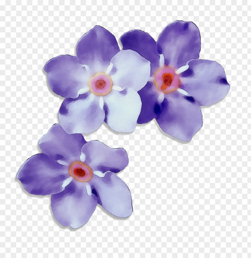 Moth Orchid Pink Lavender PNG