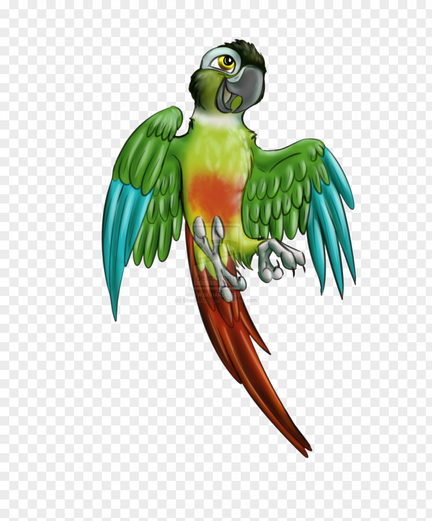 Parrot Budgerigar Lovebird Macaw Conure PNG