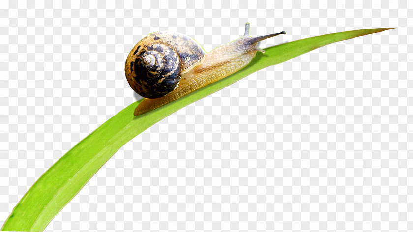 Snail On Grass Orthogastropoda Caracol Leaf PNG