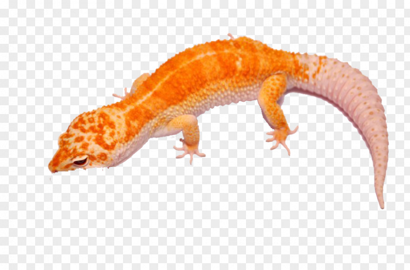 Young Giant Salamander Gecko Lizard PNG