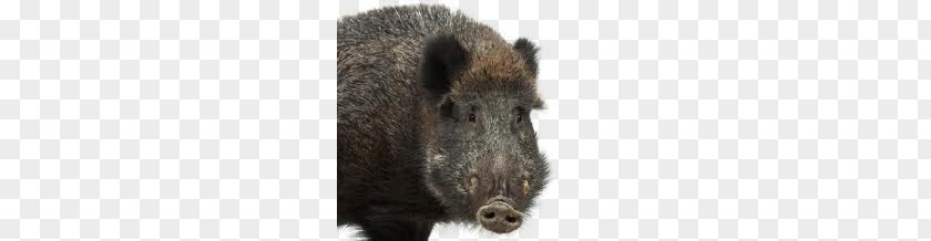 Boar PNG clipart PNG