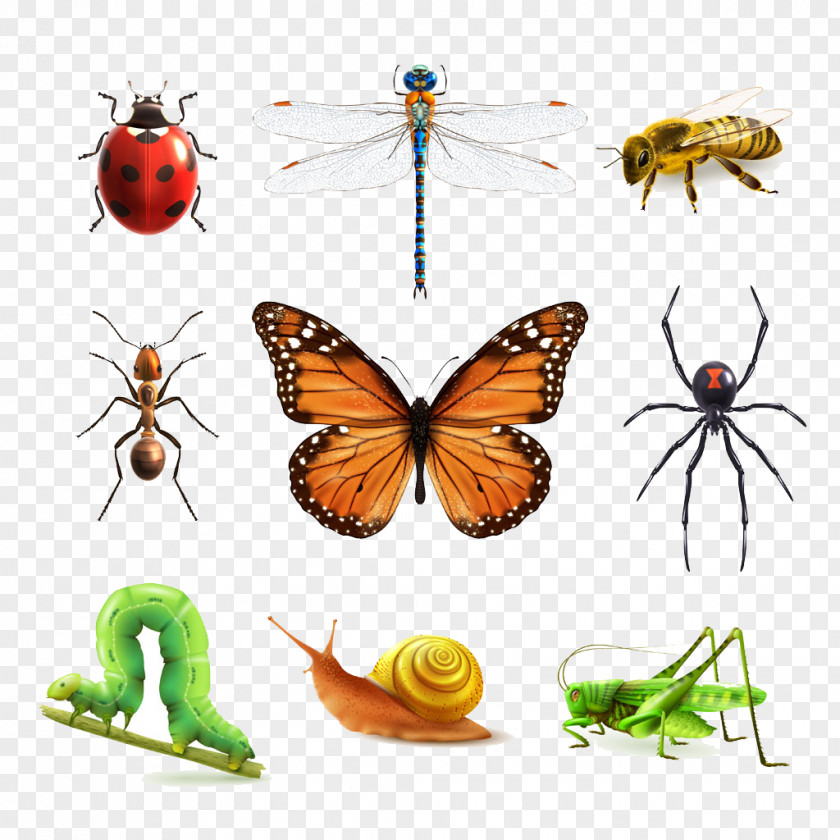 Insect World Euclidean Vector Illustration PNG