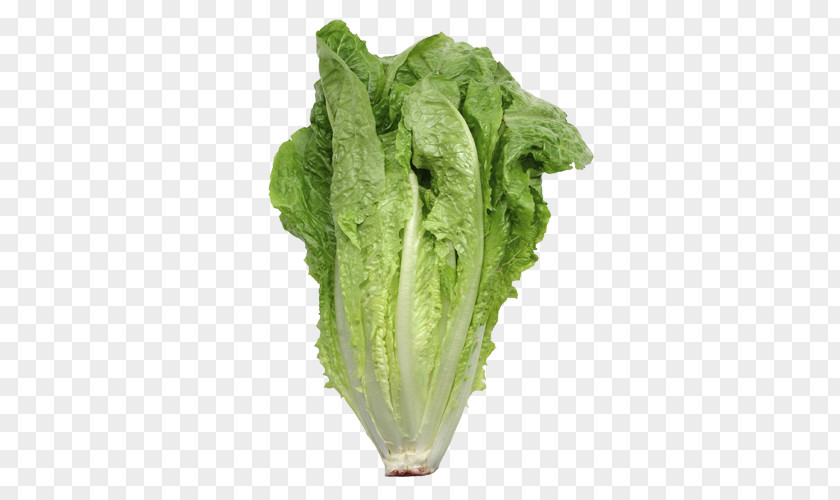 Lettuce Iceberg Romaine Organic Food Leaf Vegetable Salad PNG