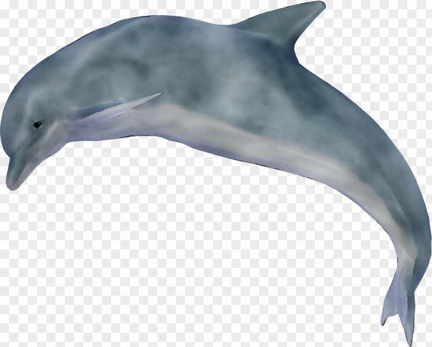 Stenella Fin Dolphin Cartoon PNG