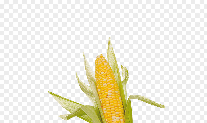 Symbol Corn On The Cob Maize Undertale Clip Art PNG