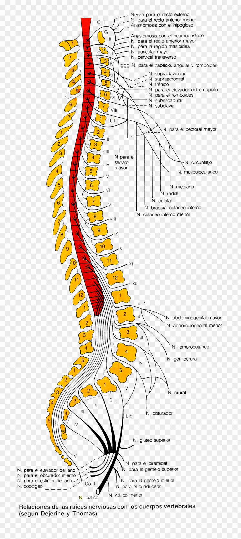 Vertebrate Nerve Vertebral Column Anatomy PNG