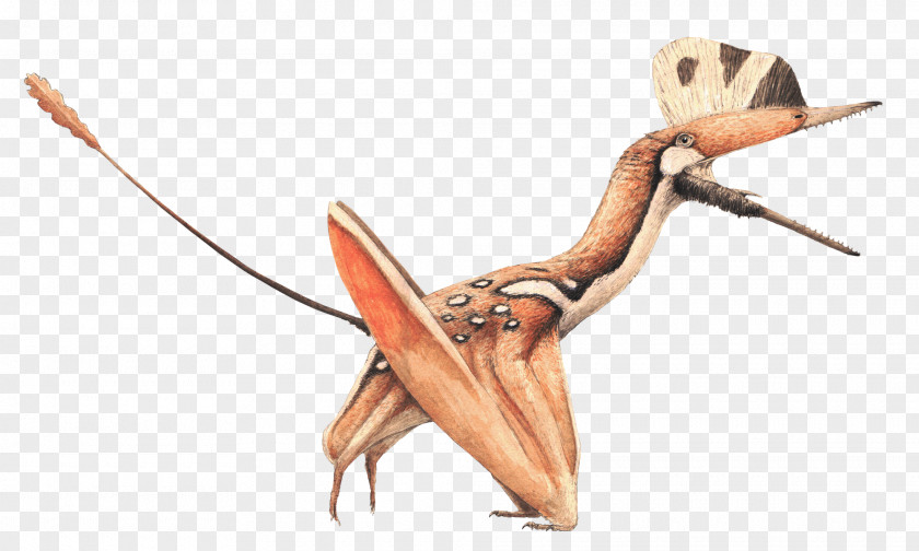 Darwinopterus Modularis Pterosaurs KDRV Insect PNG