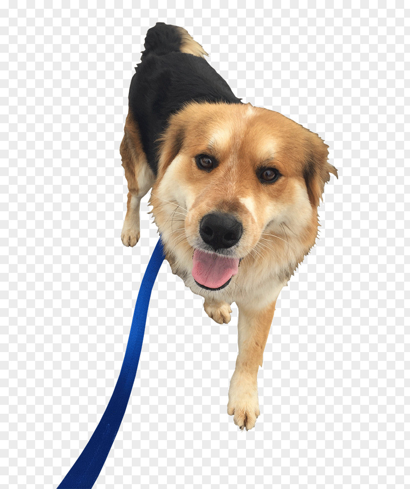 Dog Breed Pet Sitting Puppy Companion PNG