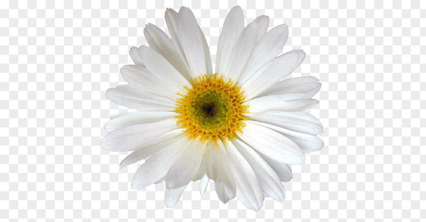 Flower Bouquet Meaning Flor Margarita Common Daisy PNG