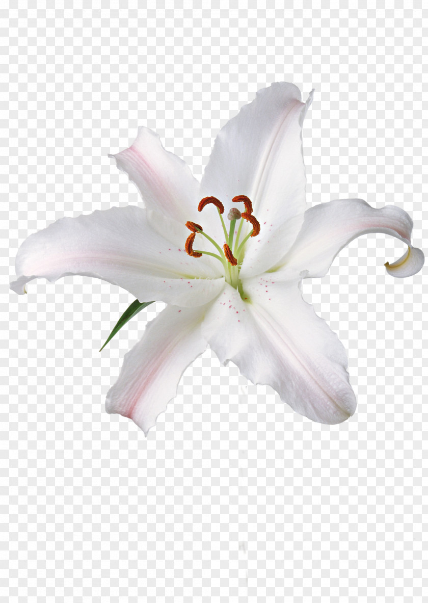 Orchid Flower Fleur-de-lis Madonna Lily Image Clip Art PNG
