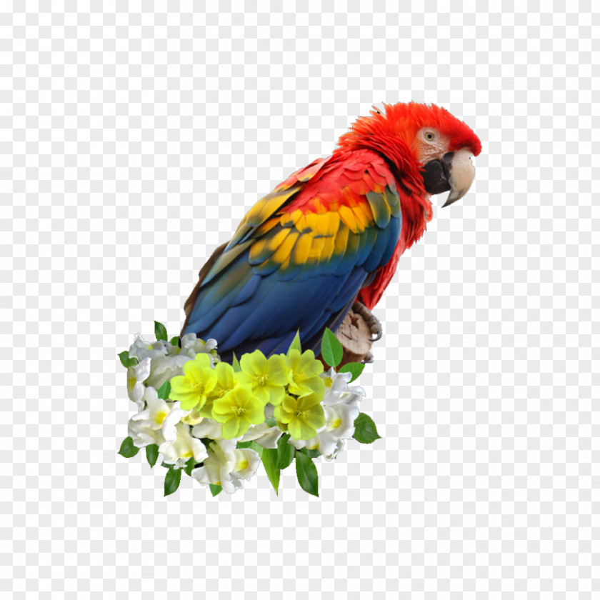 Parrot Scarlet Macaw Blue-and-yellow Bird Great Green PNG