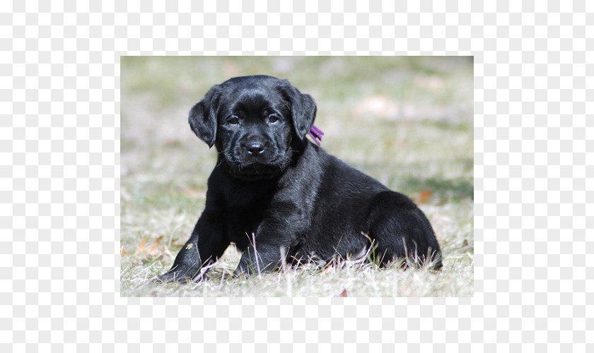 Labrador Dog Retriever Flat-Coated Puppy Breed Borador PNG