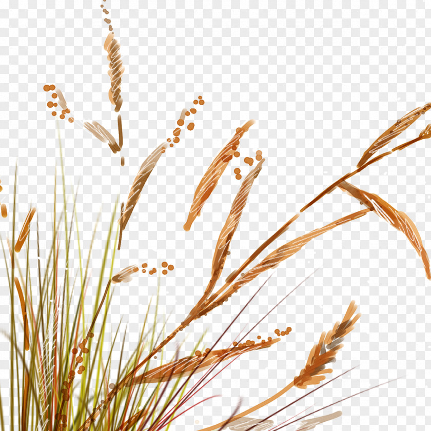 Painted Reed Grass PNG