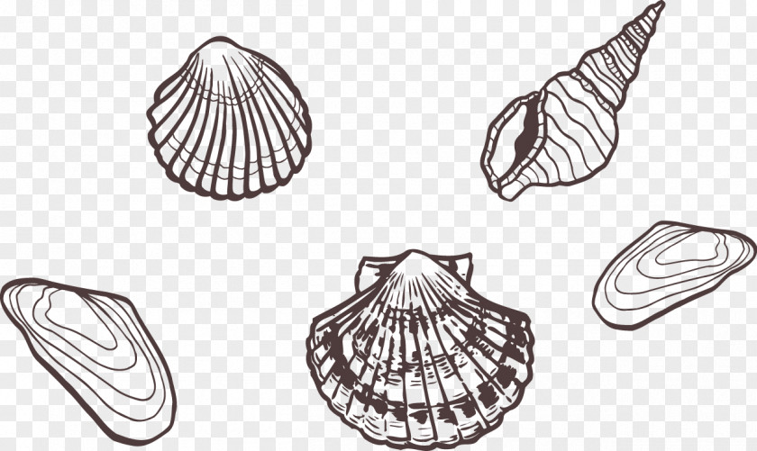 Seafood Shells Painted Artwork Sea Snail PNG
