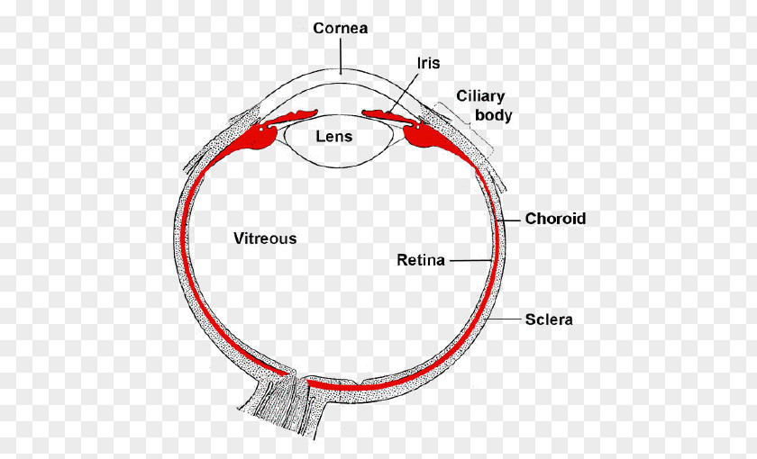 Trigeminal Nerve Branches Uvea Iris Human Eye Ciliary Body PNG