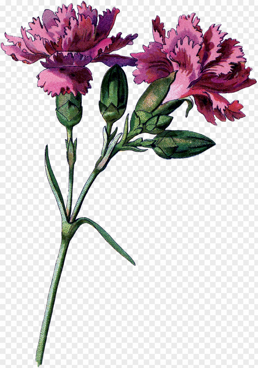CARNATION Cut Flowers Carnation Floral Design Lily Of The Incas PNG