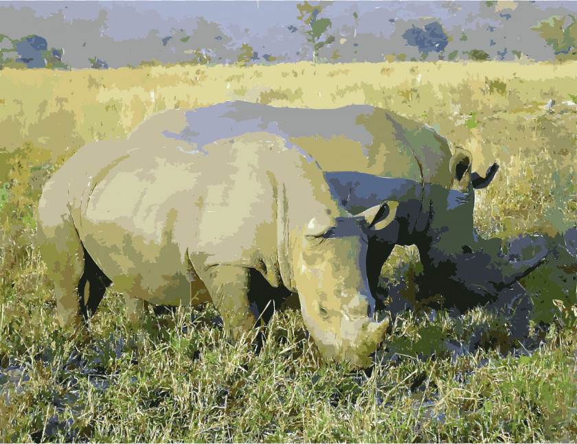 Rhino South Africa Rhinoceros Wildlife Animal Horn PNG