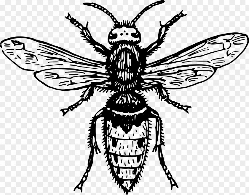 Bee Hornet Characteristics Of Common Wasps And Bees Tattoo PNG