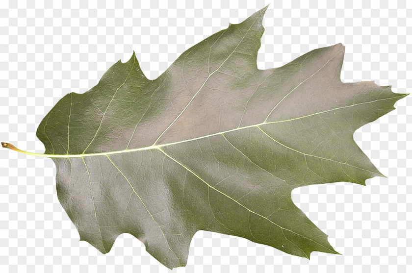 Leaf Shape Tree Photography Green PNG