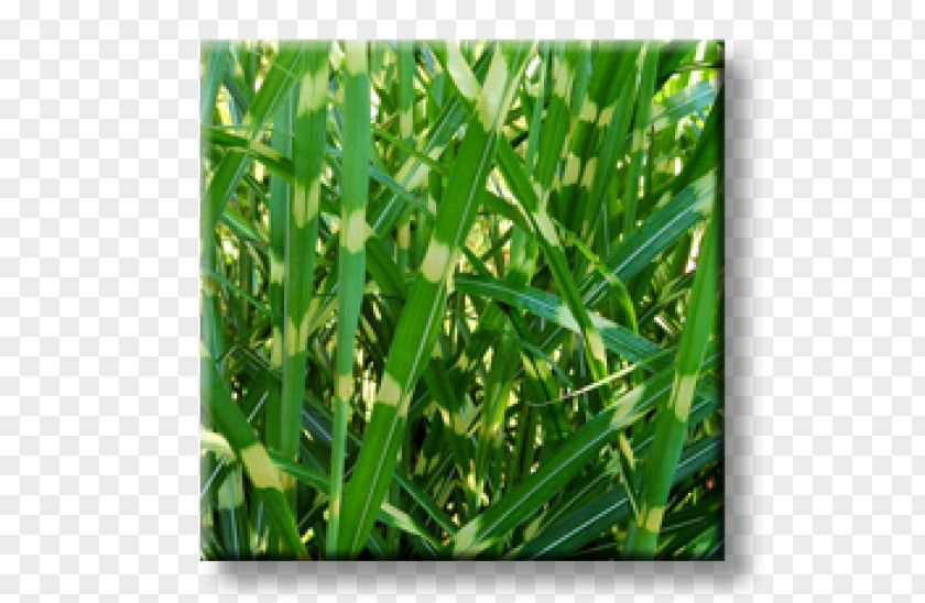 Miscanthus Sweet Grass Commodity Grasses PNG