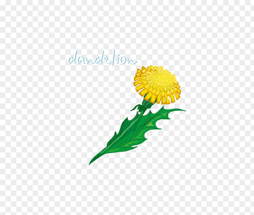 Vector Dandelion Flower Common Taraxacum Platycarpum PNG