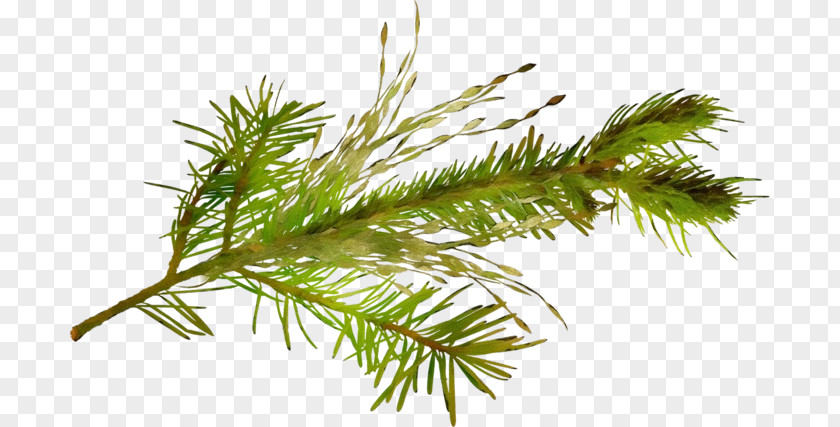 Western Yellow Pine Fir Family Tree Background PNG