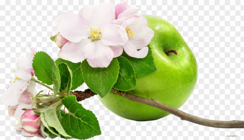 Apple Photography Flower Fruit Wallpaper PNG