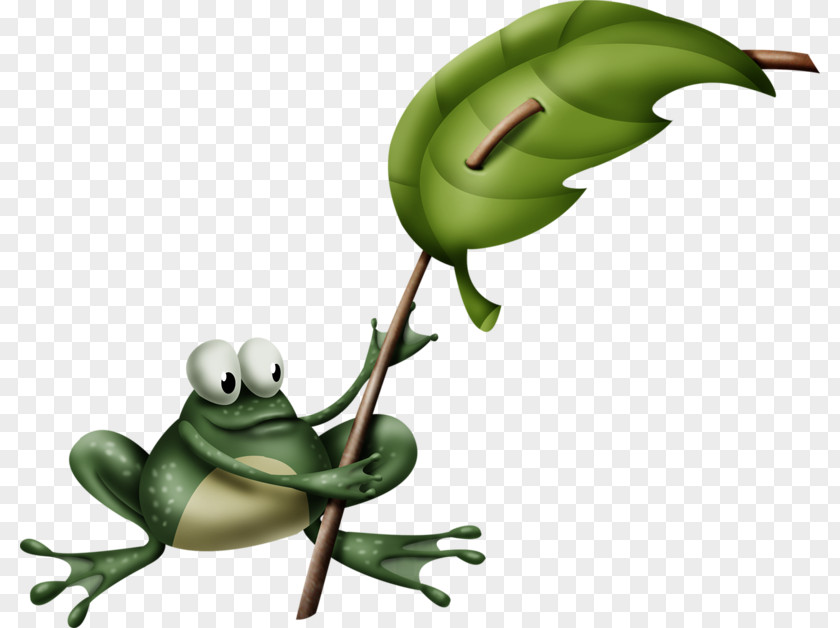 Frogs Tree Frog True Clip Art PNG