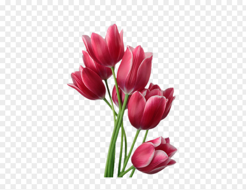 Red Tulips Tulip Flower Stock Photography Clip Art PNG