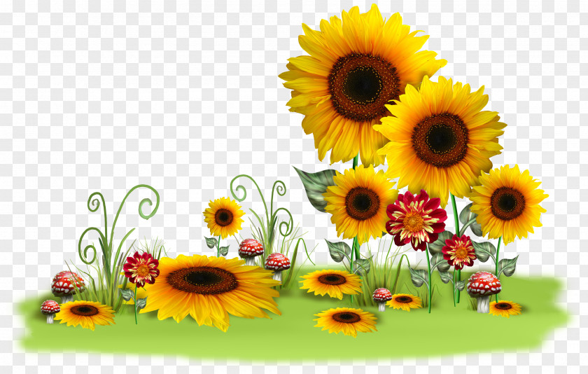 Sunflower Oil Message Morning Day PNG