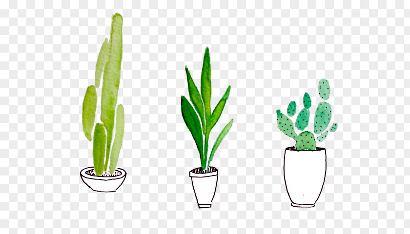 Cactus Watercolor Painting Drawing Succulent Plant Plants PNG