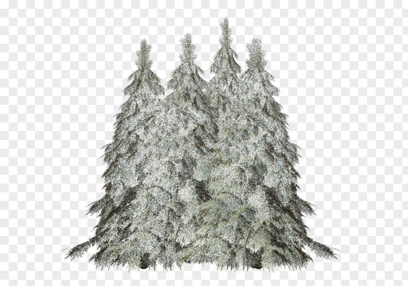 Christmas Tree Spruce-fir Forests Pine PNG