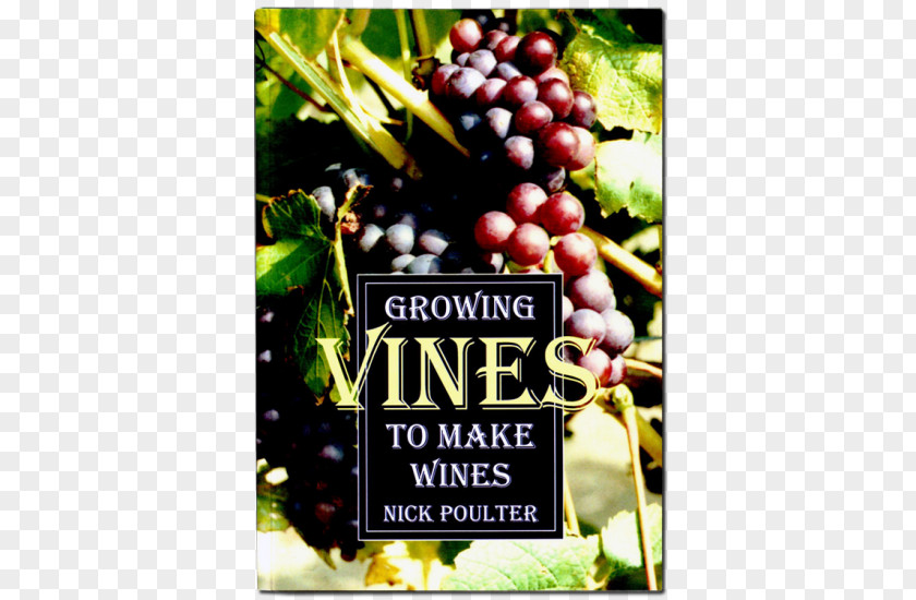 Grape Common Vine Growing Vines To Make Wines Dessert Wine PNG