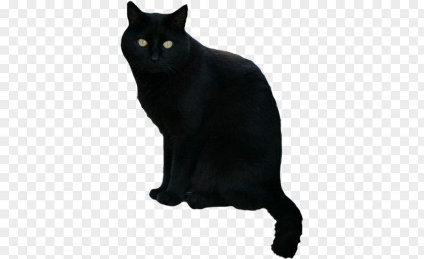 Cat Black Scary Halloween Android PNG