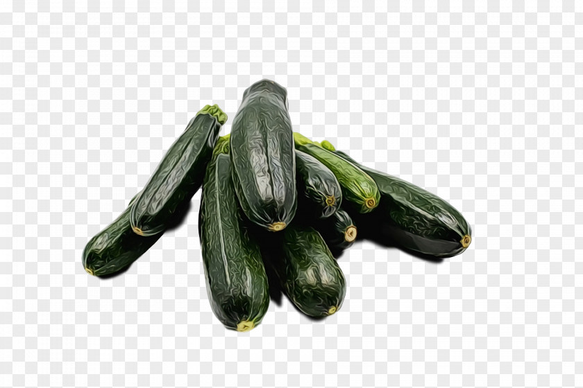 Cucumber Mussel PNG