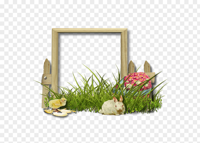 Adorn Floral Design Picture Frames Grasses Flower PNG