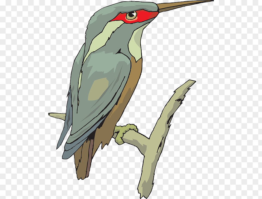 Bird Clip Art Beak Image Kingfisher PNG